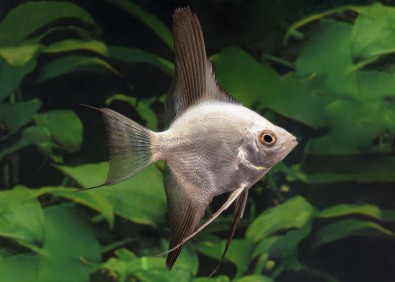 Scalaire select bulgarian seal point gre