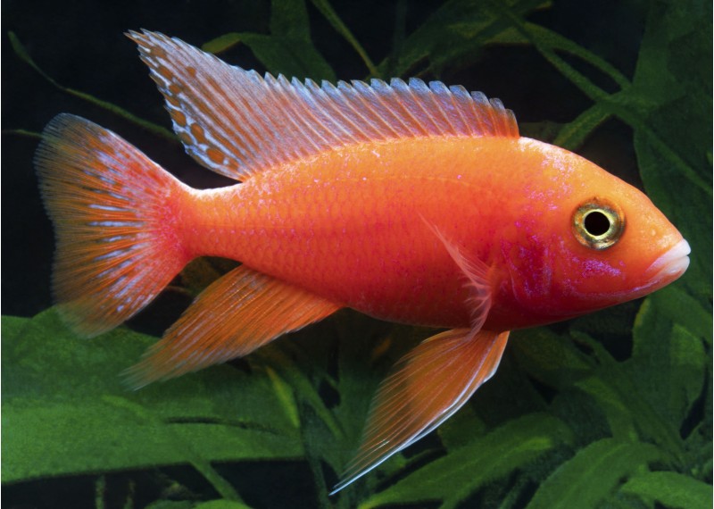 Aulonocara sp. peacock strawberry red