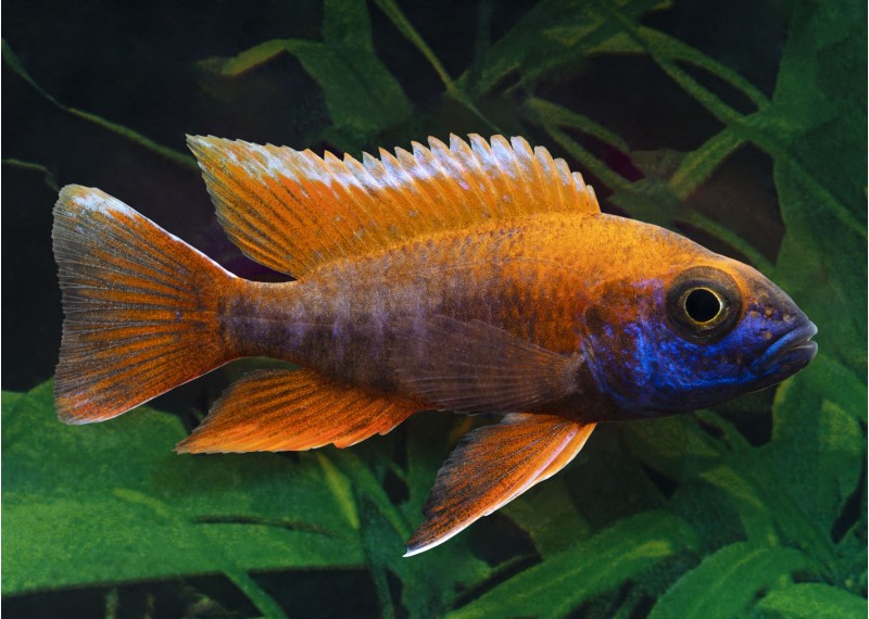 Aulonocara jacobreibergi-peacock eureka