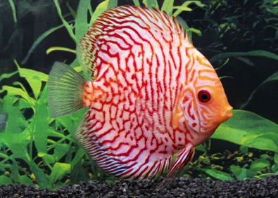 Discus sélect tiger red pigeon