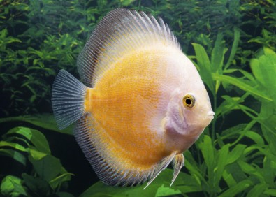 Discus séléct jaune et blanc