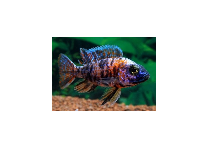 Aulonocara sp. peacock OB