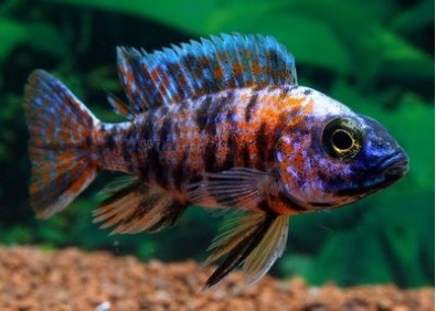 Aulonocara sp. peacock OB