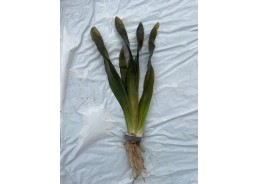 Vallisneria giganthea -...