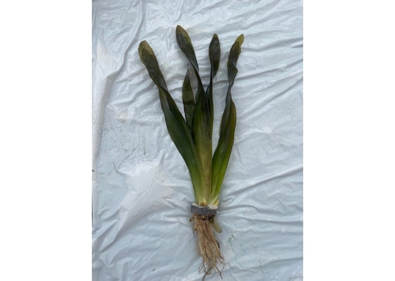 Vallisneria giganthea - Bouquet