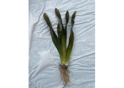 Vallisneria giganthea - Bouquet