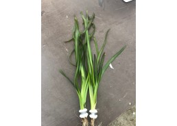 Vallisneria giganthea rubra...