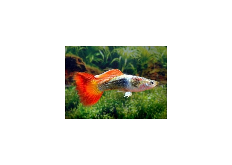 Guppy mâle premium Eur. flame tuxedo