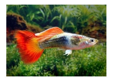 Guppy mâle premium Eur. flame tuxedo