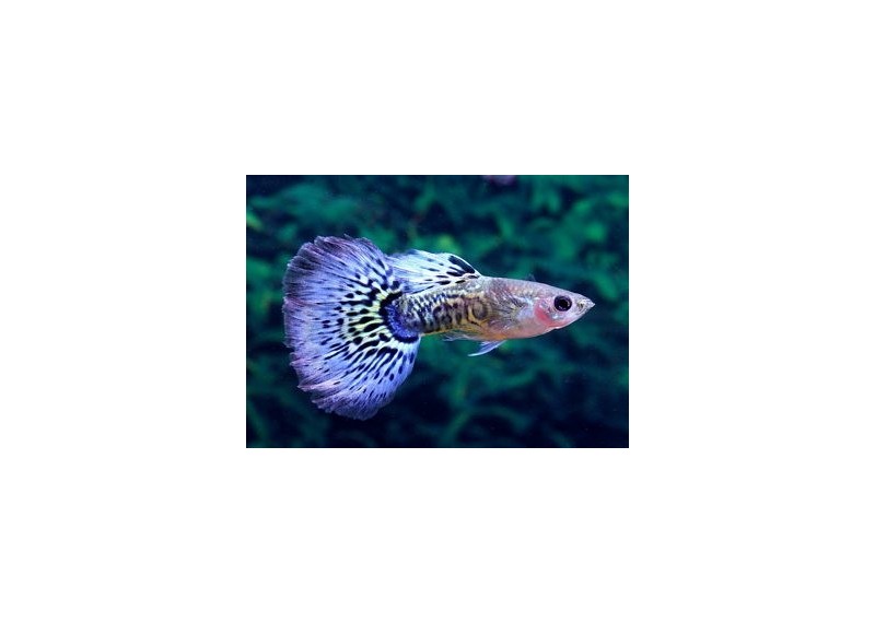 Guppy mâle premium Eur. bleu snakeskin
