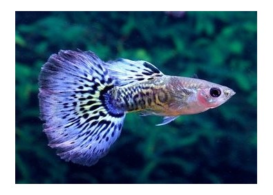 Guppy mâle premium Eur. bleu snakeskin