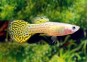 Guppy mâle premium Eur. lemon snakeskin