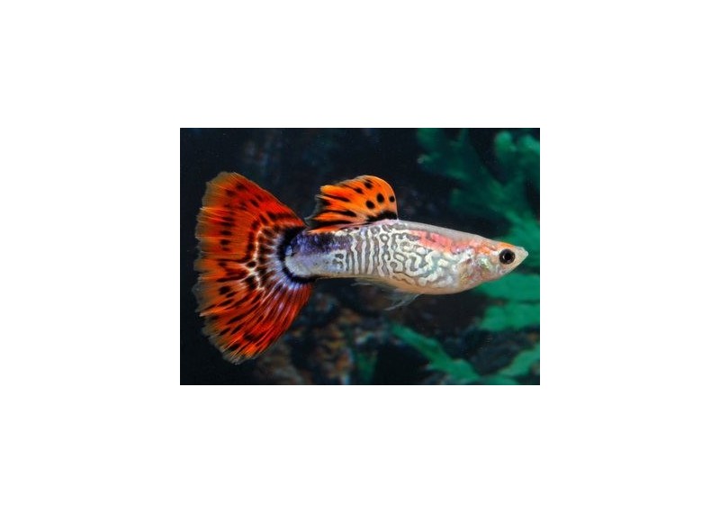 Guppy mâle premium Eur. rouge snakeskin