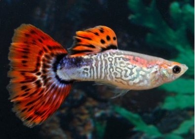 Guppy mâle premium Eur. rouge snakeskin