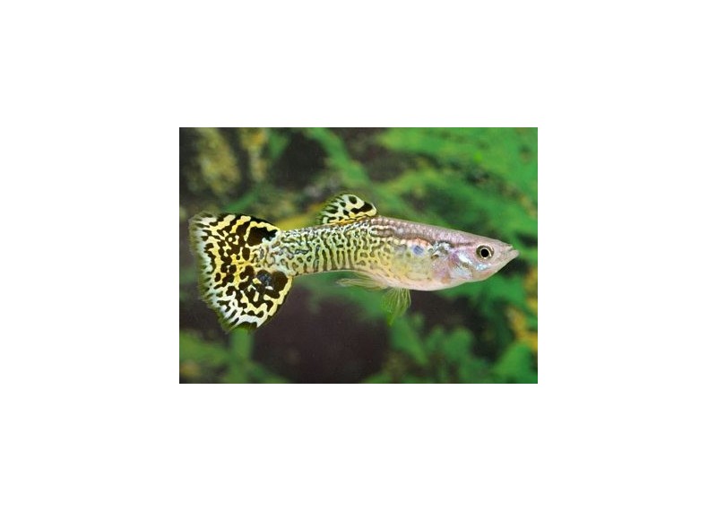 Guppy mâle premium Eur. vert snakeskin