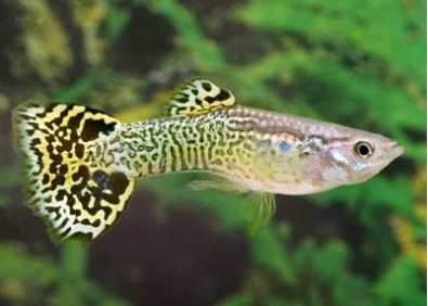 Guppy mâle premium Eur. vert snakeskin