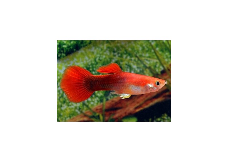 Guppy mâle premium Eur. rouge tuxedo