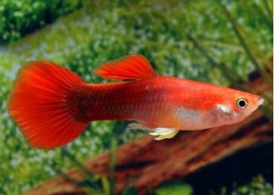 Guppy mâle premium Eur. rouge tuxedo