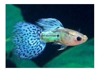 Guppy mâle premium Eur. bleu glass