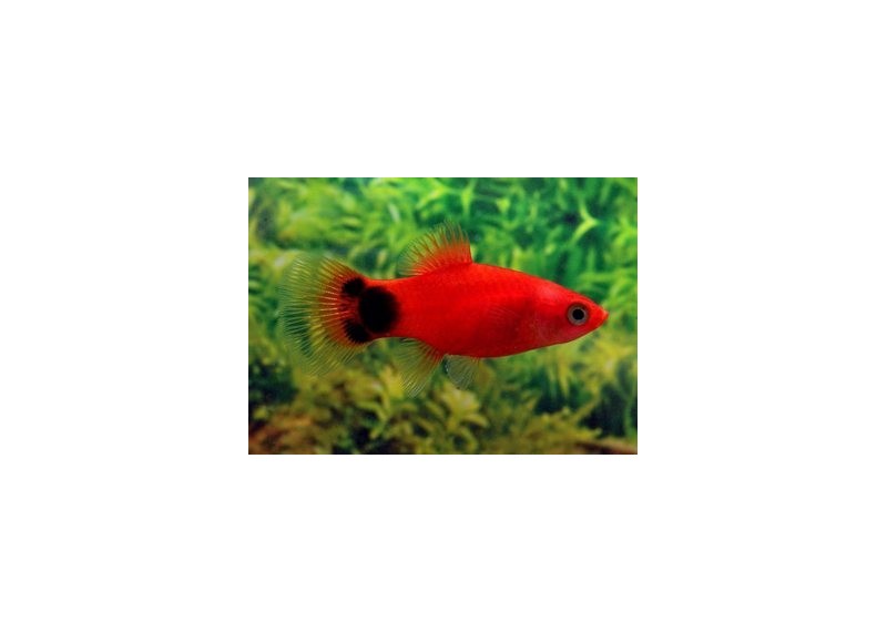 Platy mickey rouge