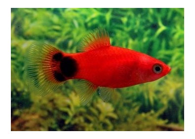 Platy mickey rouge