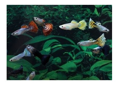 Guppy mâle premium Eur. assortis