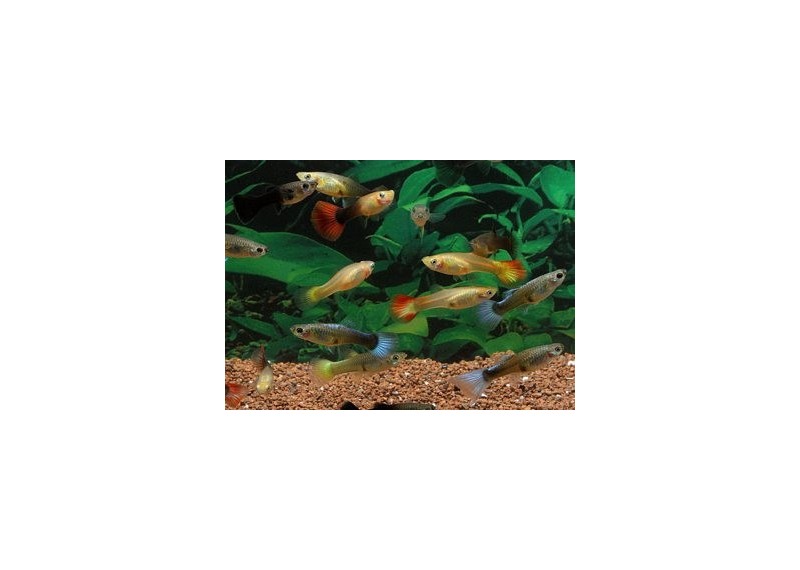 Guppy femelle premium Eur. assorties