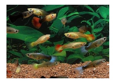 Guppy femelle premium Eur. assorties