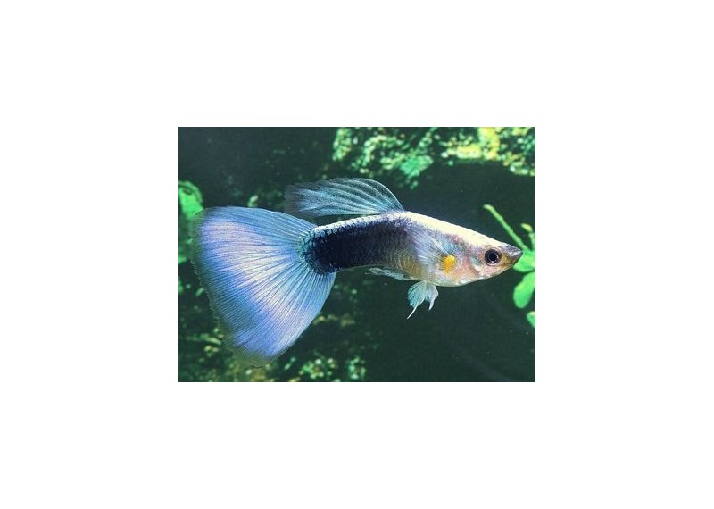 Guppy mâle premium Eur. bleu néon