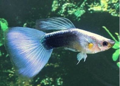 Guppy mâle premium Eur. bleu néon