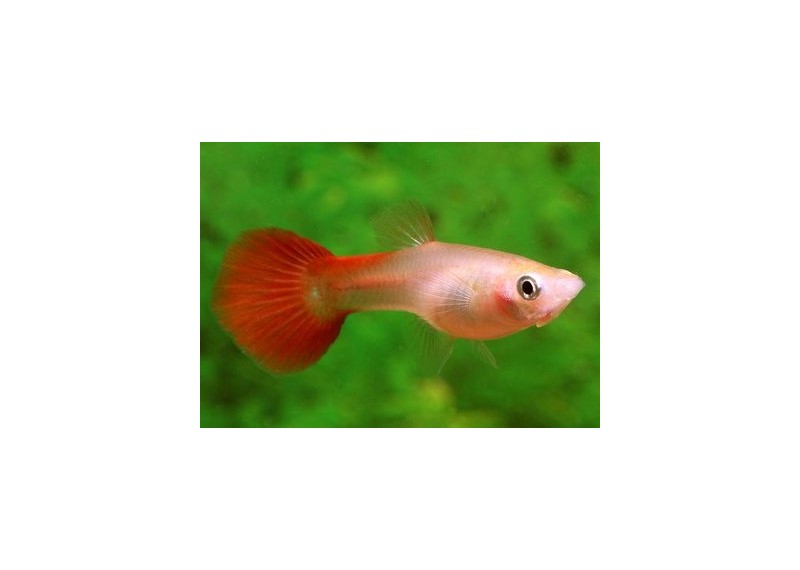 Guppy femelle premium Eur. full rouge