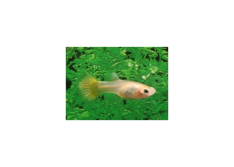 Guppy femelle premium Eur. lemon