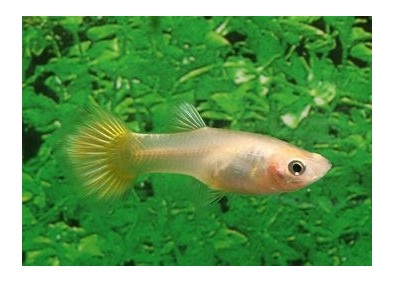 Guppy femelle premium Eur. lemon