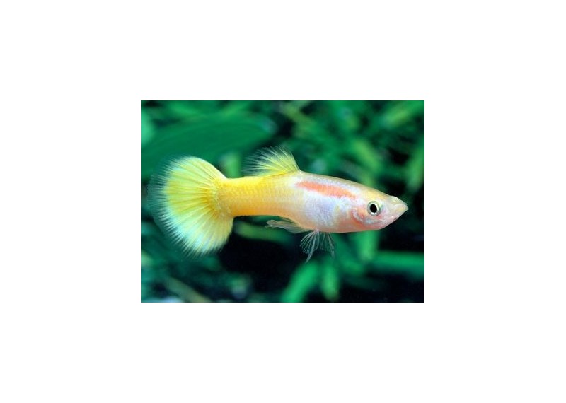 Guppy mâle premium Eur. jaune néon