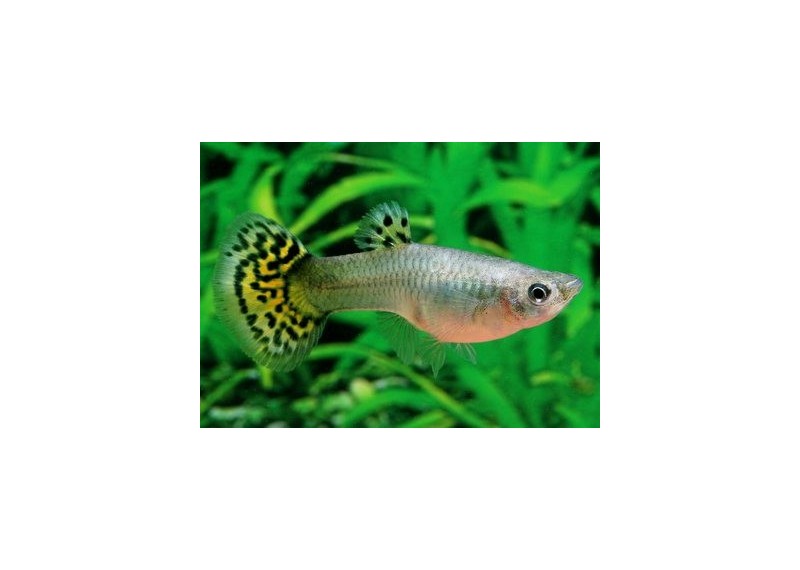 Guppy femelle premium Eur. vert snakeski