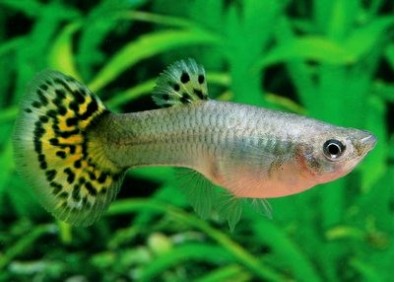 Guppy femelle premium Eur. vert snakeski
