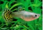 Guppy femelle premium Eur. vert snakeski