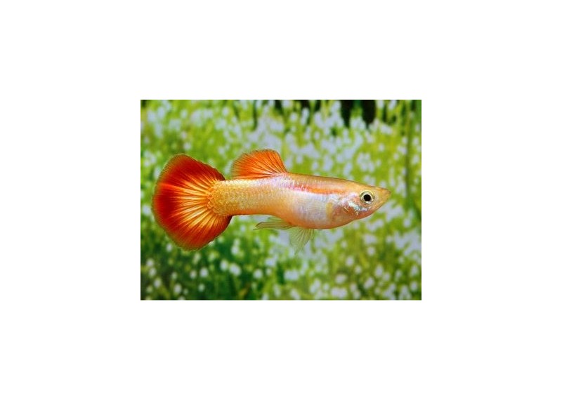 Guppy mâle premium Eur. flame