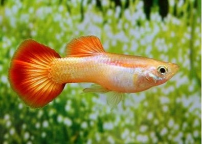 Guppy mâle premium Eur. flame