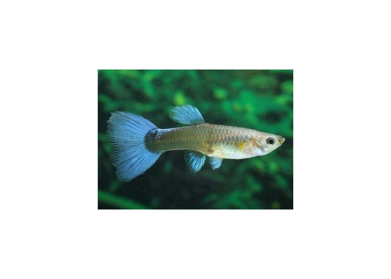 Guppy femelle premium Eur. bleu néon