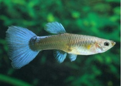 Guppy femelle premium Eur. bleu néon