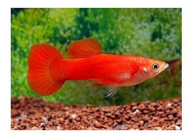 Guppy mâle premium Eur. full rouge