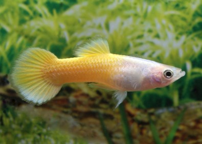 Guppy mâle premium Eur. lemon
