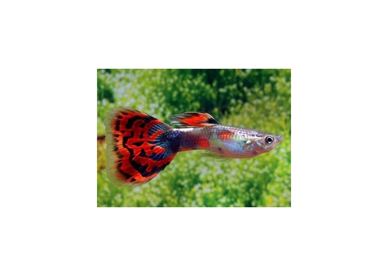Guppy mâle premium Eur. tricolor
