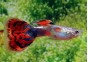 Guppy mâle premium Eur. tricolor