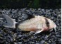 Corydoras bandit (metae)