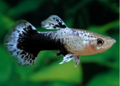 Guppy mâle mosaic tuxedo