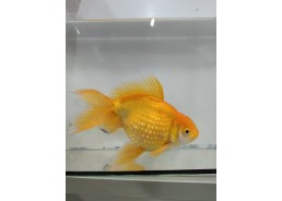 Japonais sur photo 22 20cm