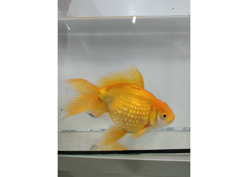 Japonais sur photo 22 (20cm)