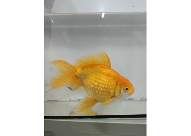 Japonais sur photo 22 (20cm)